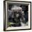 Gorilla mother with 6-month-old baby in the forest, Parc National des Volcans, Rwanda-Keren Su-Framed Photographic Print