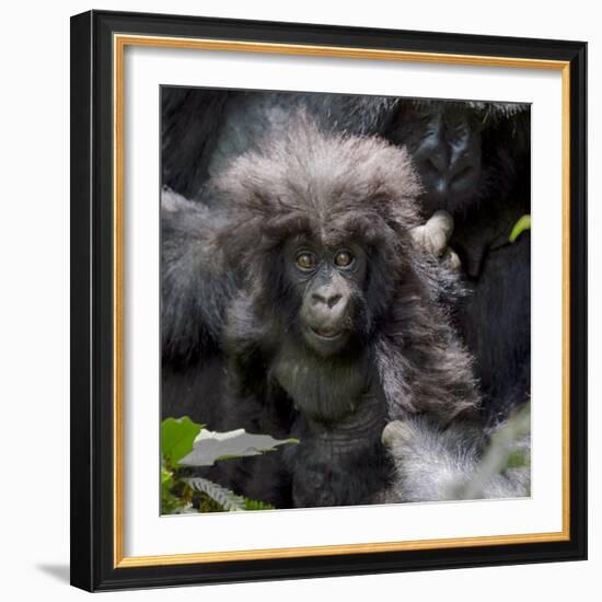 Gorilla mother with 6-month-old baby in the forest, Parc National des Volcans, Rwanda-Keren Su-Framed Photographic Print