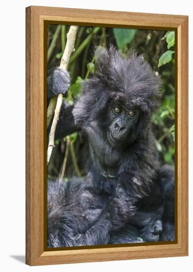 Gorilla mother with 6-month-old baby in the forest, Parc National des Volcans, Rwanda-Keren Su-Framed Premier Image Canvas
