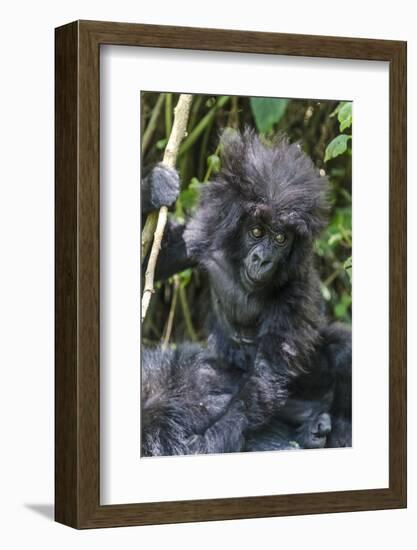 Gorilla mother with 6-month-old baby in the forest, Parc National des Volcans, Rwanda-Keren Su-Framed Photographic Print