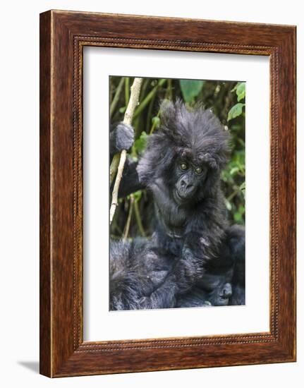 Gorilla mother with 6-month-old baby in the forest, Parc National des Volcans, Rwanda-Keren Su-Framed Photographic Print