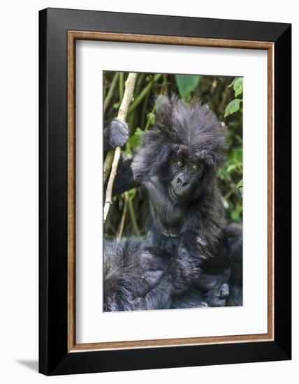 Gorilla mother with 6-month-old baby in the forest, Parc National des Volcans, Rwanda-Keren Su-Framed Photographic Print