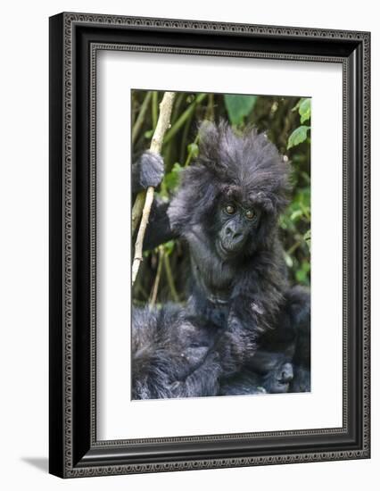 Gorilla mother with 6-month-old baby in the forest, Parc National des Volcans, Rwanda-Keren Su-Framed Photographic Print