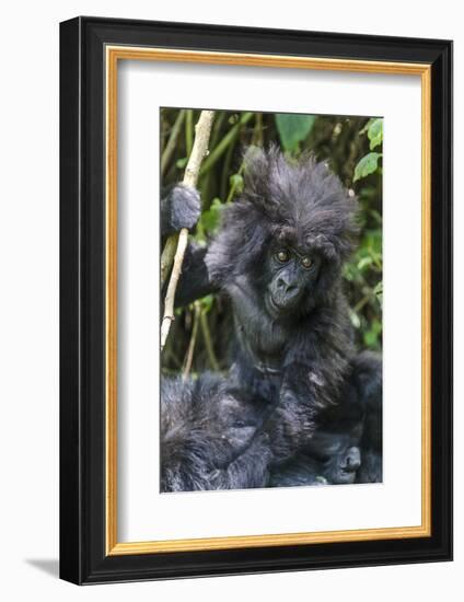 Gorilla mother with 6-month-old baby in the forest, Parc National des Volcans, Rwanda-Keren Su-Framed Photographic Print