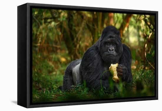 Gorilla - Wildlife Forest Portrait. Uganda Mountain Gorilla with Food. Detail Head Primate Portrait-Ondrej Prosicky-Framed Premier Image Canvas