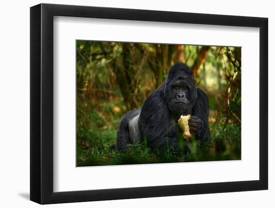 Gorilla - Wildlife Forest Portrait. Uganda Mountain Gorilla with Food. Detail Head Primate Portrait-Ondrej Prosicky-Framed Photographic Print