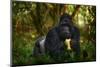 Gorilla - Wildlife Forest Portrait. Uganda Mountain Gorilla with Food. Detail Head Primate Portrait-Ondrej Prosicky-Mounted Photographic Print