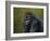 Gorilla with a Hedge-James W. Johnson-Framed Giclee Print