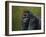 Gorilla with a Hedge-James W. Johnson-Framed Giclee Print