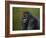 Gorilla with a Hedge-James W. Johnson-Framed Giclee Print