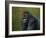 Gorilla with a Hedge-James W. Johnson-Framed Giclee Print