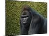 Gorilla with a Hedge-James W. Johnson-Mounted Giclee Print