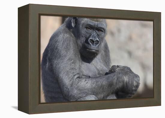 Gorilla with Baby-DLILLC-Framed Premier Image Canvas