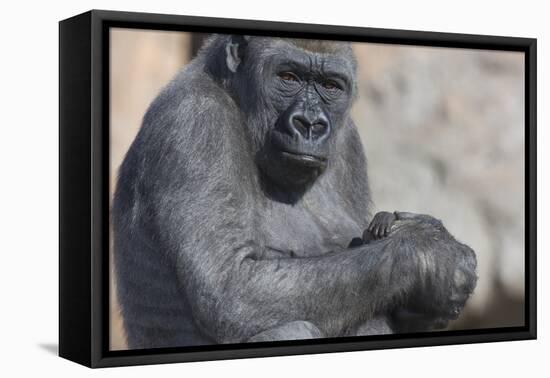 Gorilla with Baby-DLILLC-Framed Premier Image Canvas