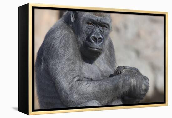 Gorilla with Baby-DLILLC-Framed Premier Image Canvas