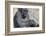 Gorilla with Baby-DLILLC-Framed Photographic Print