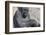 Gorilla with Baby-DLILLC-Framed Photographic Print