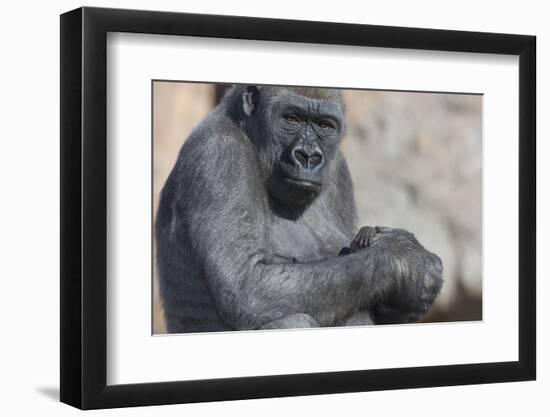 Gorilla with Baby-DLILLC-Framed Photographic Print