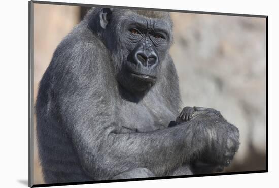 Gorilla with Baby-DLILLC-Mounted Photographic Print