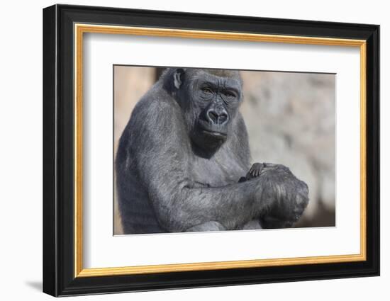 Gorilla with Baby-DLILLC-Framed Photographic Print