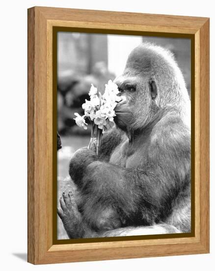 Gorilla with Flowers-Associated Newspapers-Framed Stretched Canvas