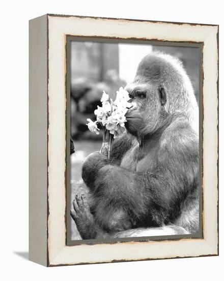 Gorilla with Flowers-Associated Newspapers-Framed Stretched Canvas