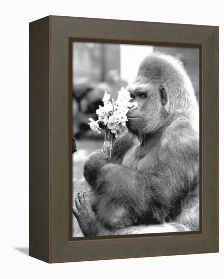 Gorilla with Flowers-Associated Newspapers-Framed Stretched Canvas