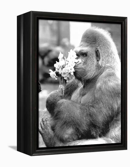 Gorilla with Flowers-Associated Newspapers-Framed Stretched Canvas