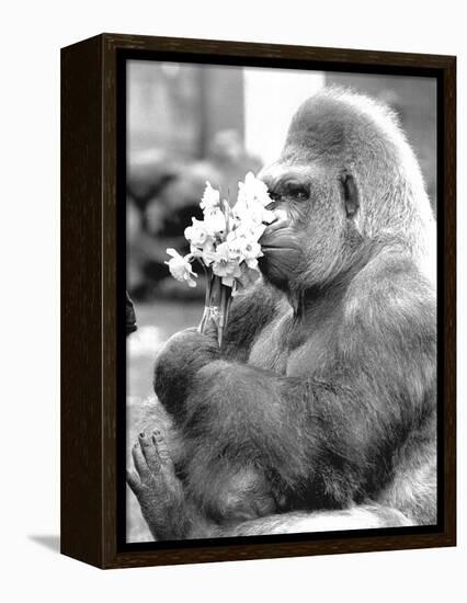 Gorilla with Flowers-Associated Newspapers-Framed Stretched Canvas