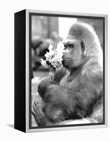 Gorilla with Flowers-Associated Newspapers-Framed Stretched Canvas