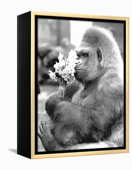 Gorilla with Flowers-Associated Newspapers-Framed Stretched Canvas