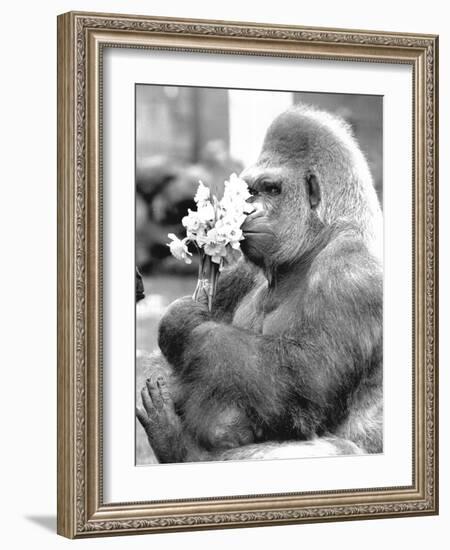 Gorilla with Flowers-Associated Newspapers-Framed Photo