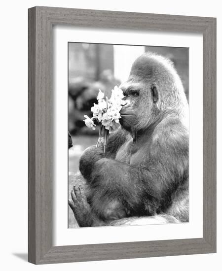 Gorilla with Flowers-Associated Newspapers-Framed Photo