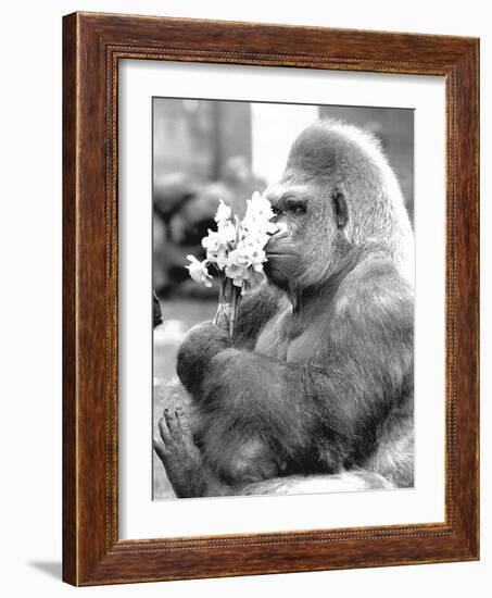 Gorilla with Flowers-Associated Newspapers-Framed Photo