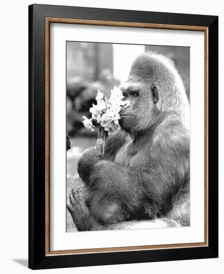 Gorilla with Flowers-Associated Newspapers-Framed Photo