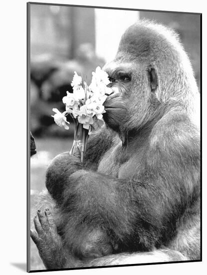 Gorilla with Flowers-Associated Newspapers-Mounted Photo