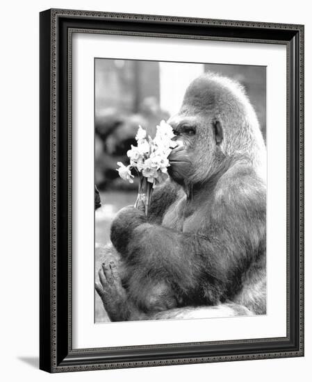 Gorilla with Flowers-Associated Newspapers-Framed Photo