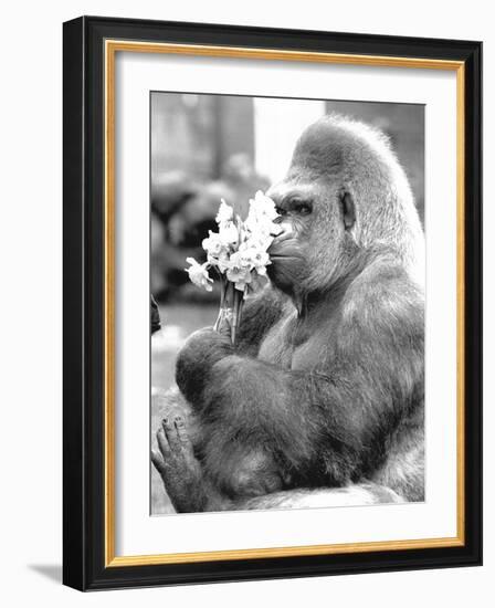 Gorilla with Flowers-Associated Newspapers-Framed Photo