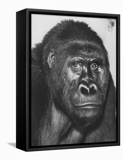 Gorilla-Nina Leen-Framed Premier Image Canvas