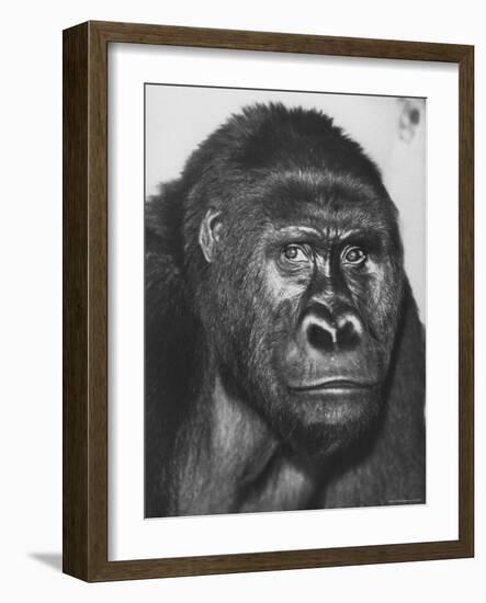 Gorilla-Nina Leen-Framed Photographic Print