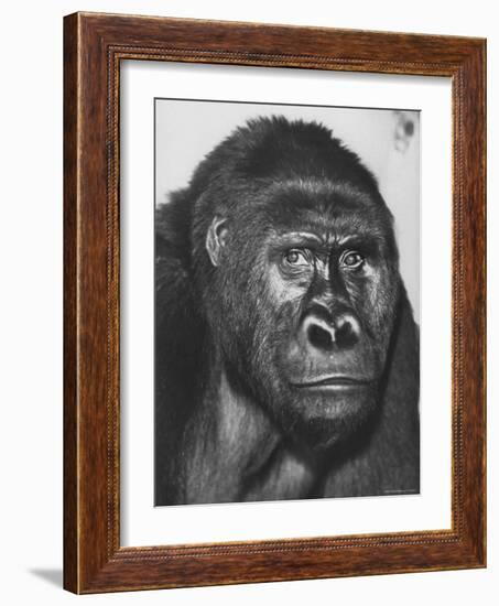 Gorilla-Nina Leen-Framed Photographic Print