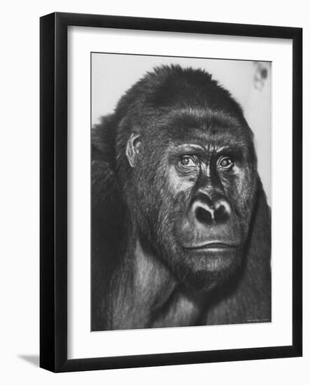 Gorilla-Nina Leen-Framed Photographic Print