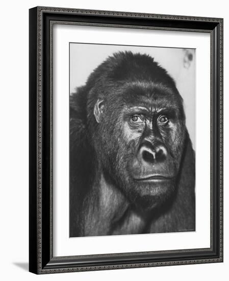 Gorilla-Nina Leen-Framed Photographic Print