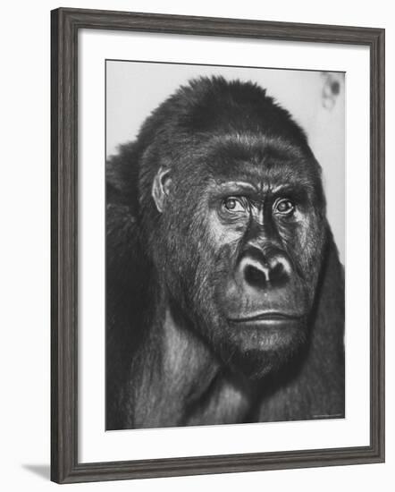 Gorilla-Nina Leen-Framed Photographic Print