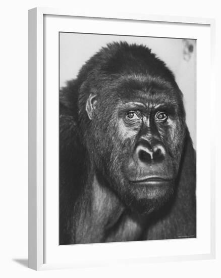 Gorilla-Nina Leen-Framed Photographic Print