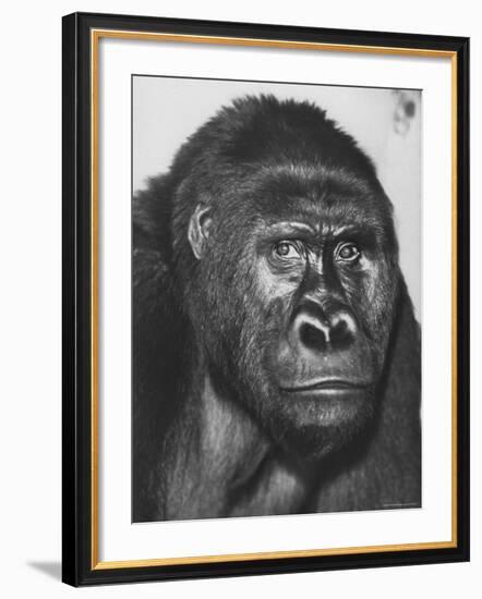 Gorilla-Nina Leen-Framed Photographic Print