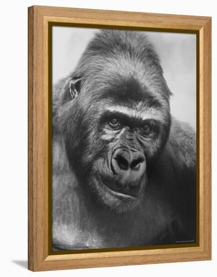 Gorilla-Nina Leen-Framed Premier Image Canvas