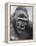 Gorilla-Nina Leen-Framed Premier Image Canvas