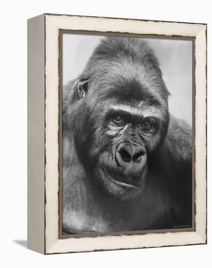 Gorilla-Nina Leen-Framed Premier Image Canvas