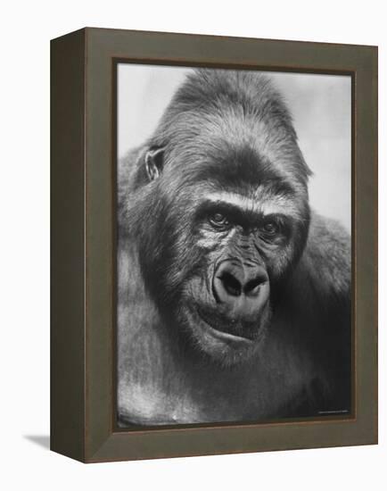 Gorilla-Nina Leen-Framed Premier Image Canvas